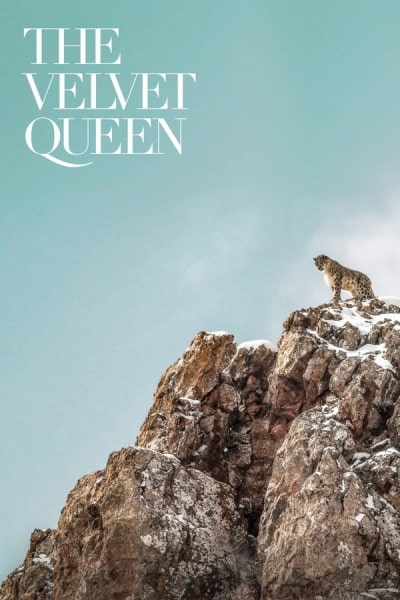 The Velvet Queen (La panthère des neiges)