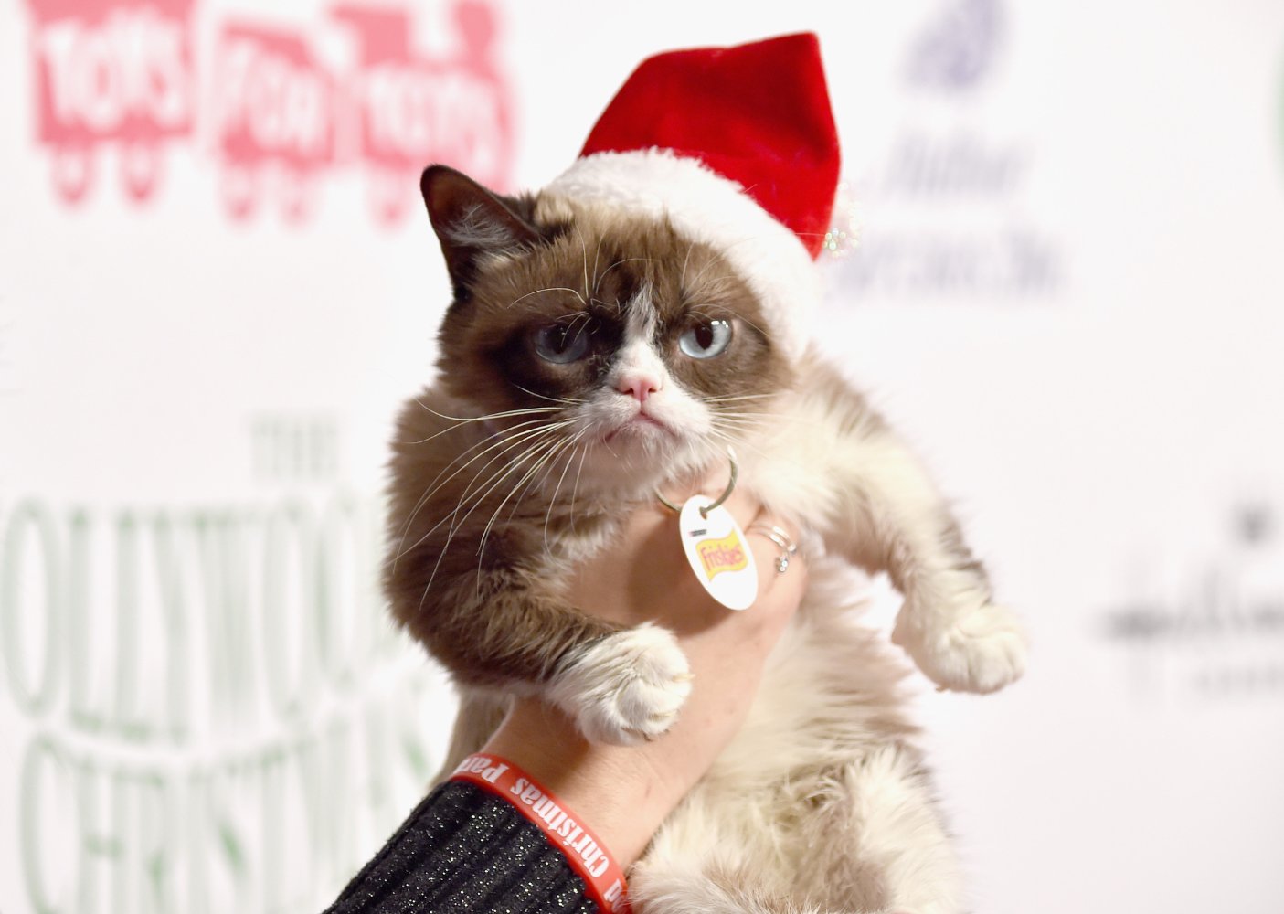 Grumpy Cat