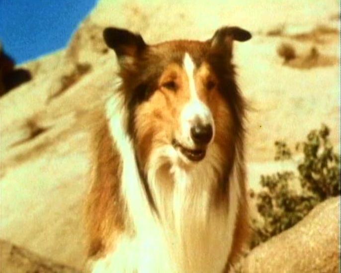 Lassie